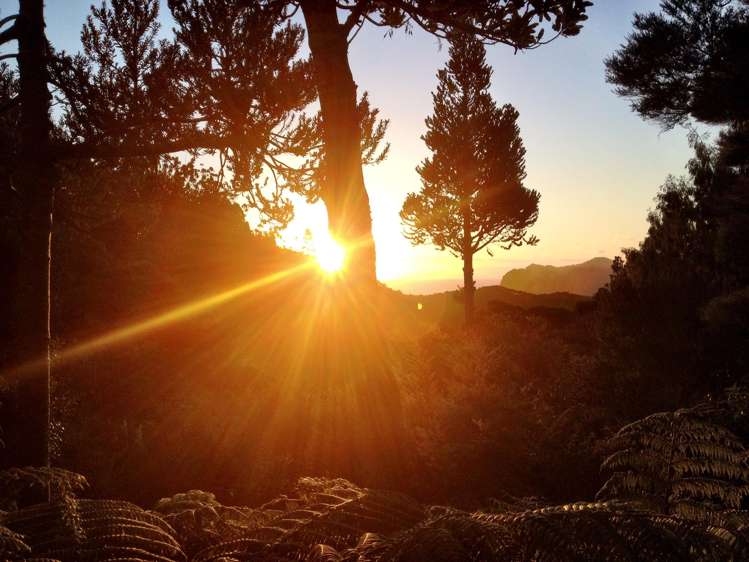 101-103 Lone Kauri Road Karekare_26