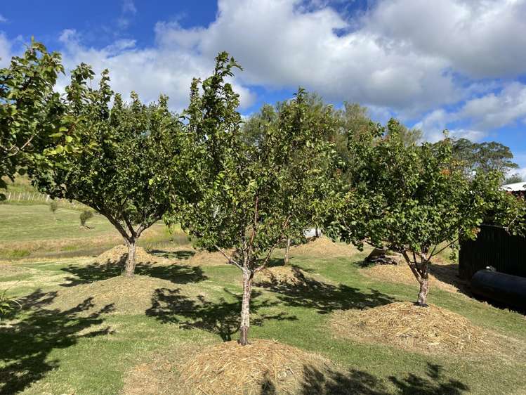 852 Oneriri Road Kaiwaka_30