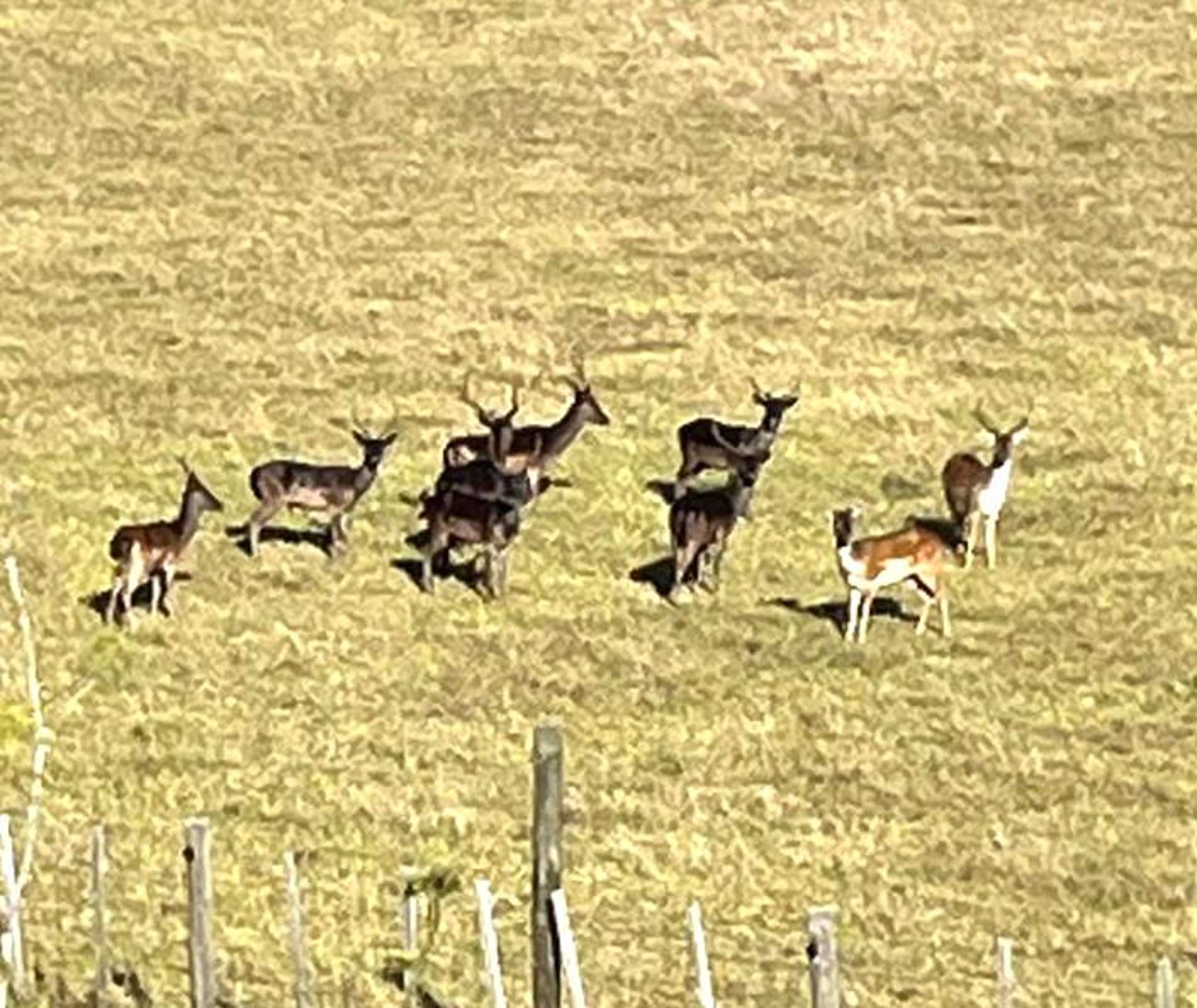 147 Fuller Road, South Head Helensville_0