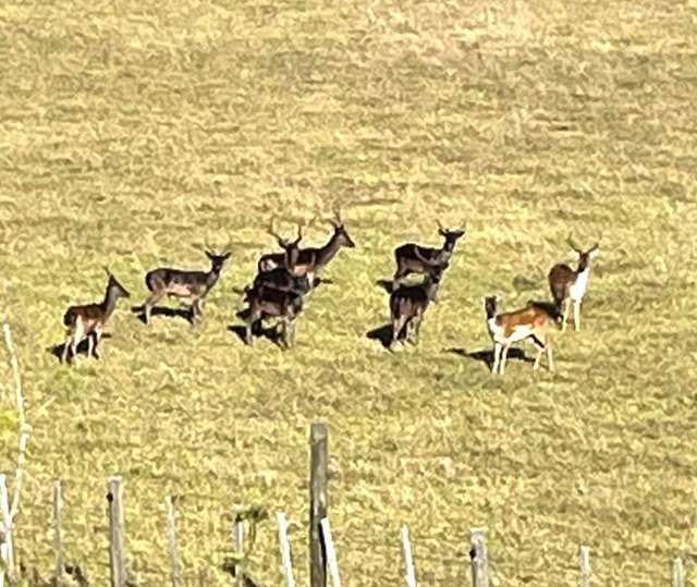 147 Fuller Road, South Head Helensville_1