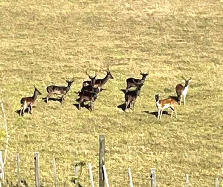 147 Fuller Road, South Head Helensville_1