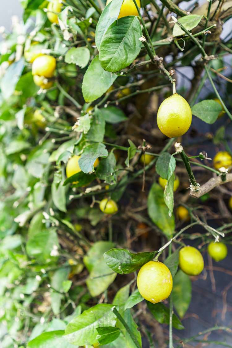 2/62 Moffett Street Islington_16