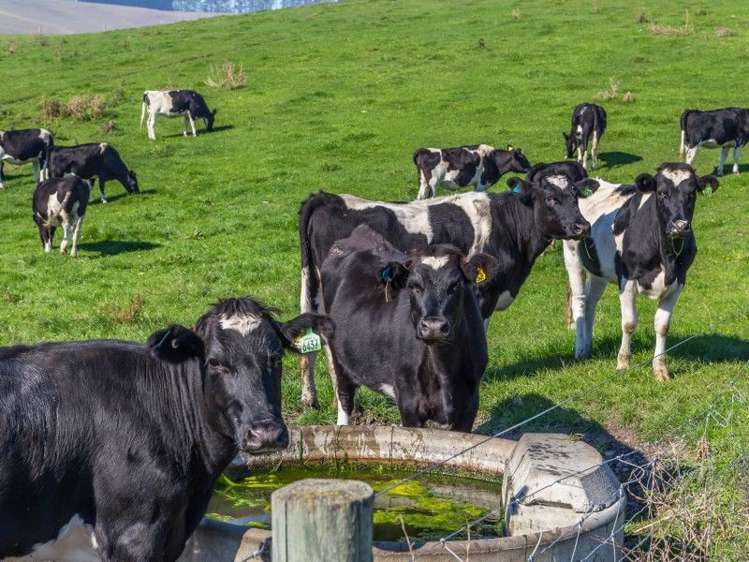 1028 Hurunui Bluff Road Hurunui_13