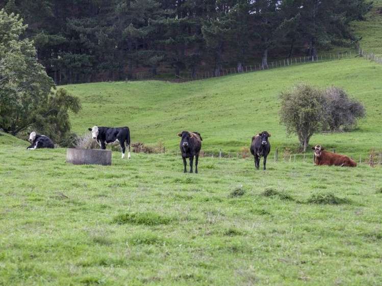 72 Puriri Valley Road Puriri_36