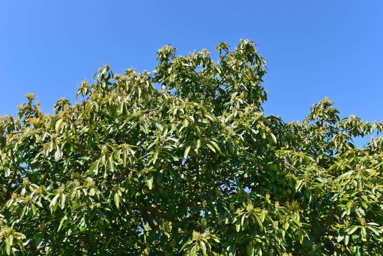 1423 State Highway 14 Maungatapere_9