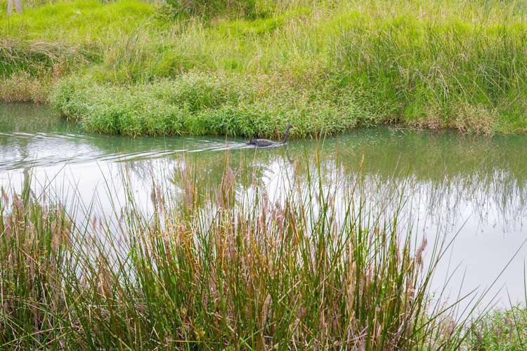 1088 Beach Road Torbay_12