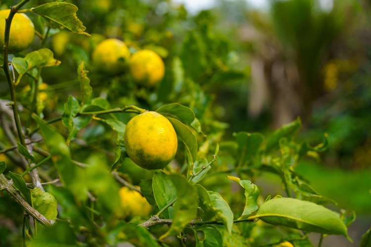 173b Tara Road Mangawhai_15