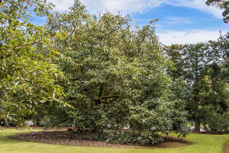 151 Wright Road Aongatete_23