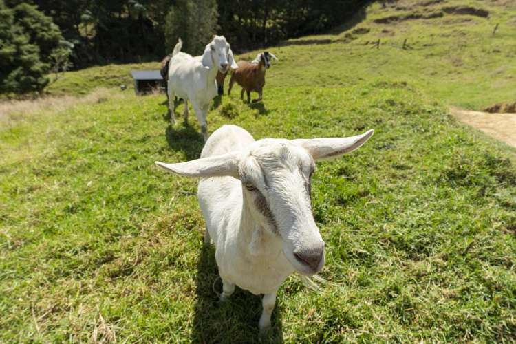 170 Corbett Road Whakapara_16