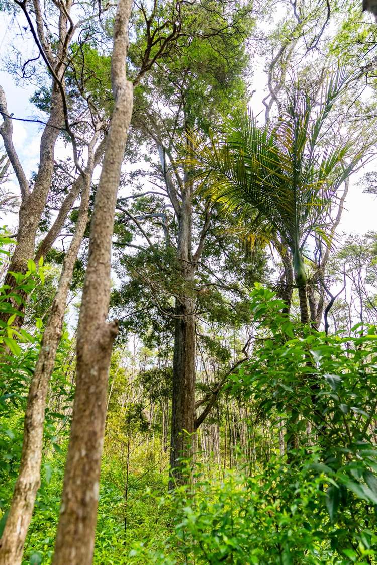 100 Shieling Road Waipu_13