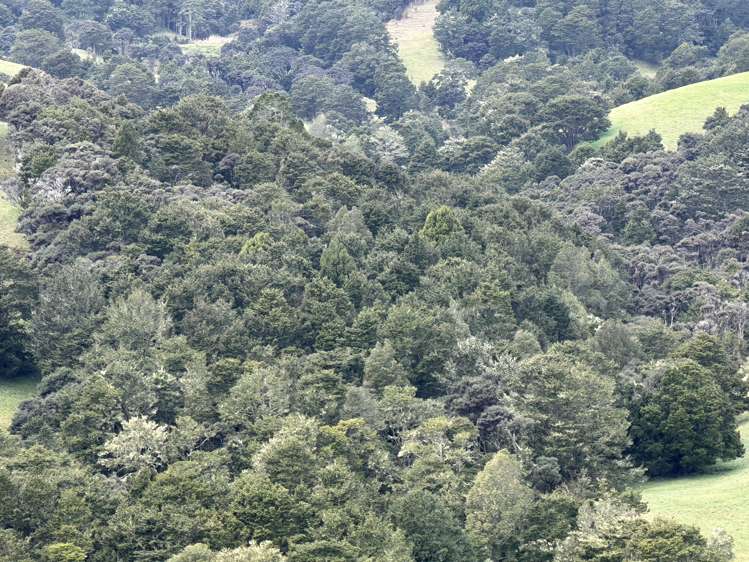 Bently Road Ruawai_5