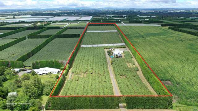 Exceptional gold kiwifruit orchard