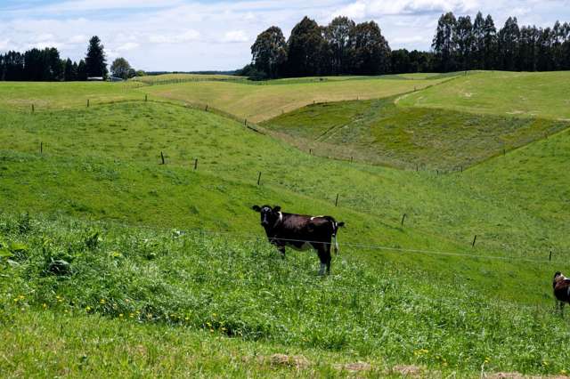 Rakau Road Reporoa and Surrounds_3