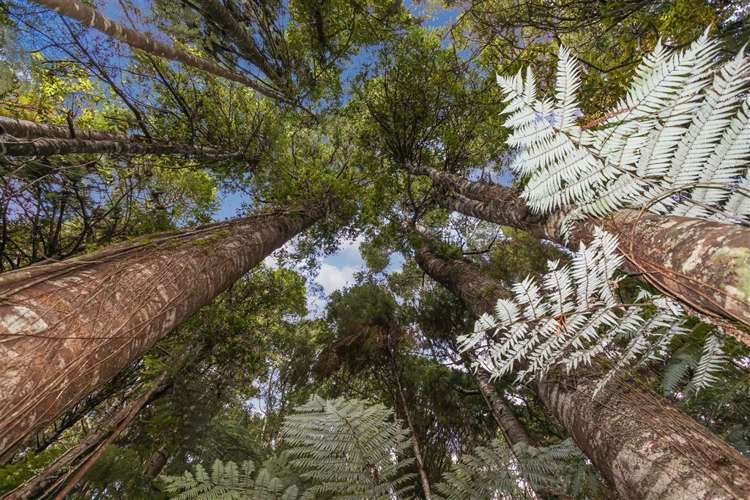 400 Ponga Road Opaheke_17