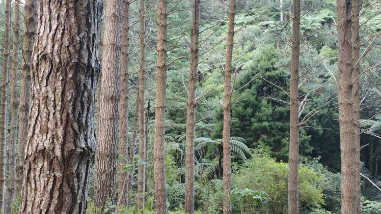 Waitete Road Waihi_9