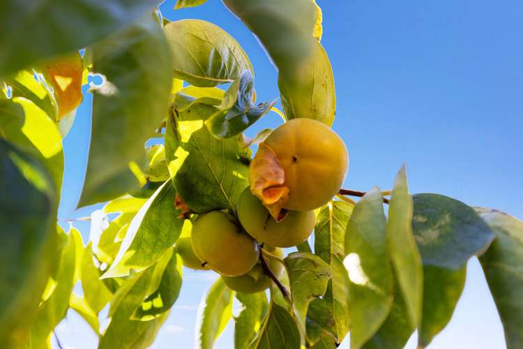 102 Trewavas Street Tasman_28