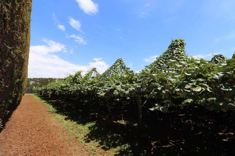 411 Te Rahu Road Whakatane_1