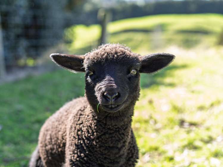 233 Waipapa Block Road Whakamarama_7