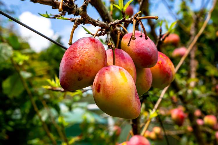 31 State Highway 1 Ohaeawai_24