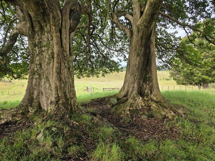 00 Waitaheke Road Ohaeawai_9