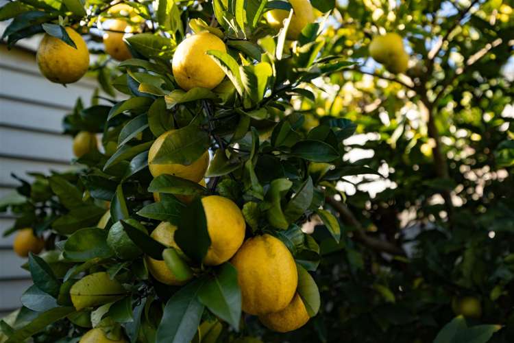 199a Galloway Street Hamilton East_18