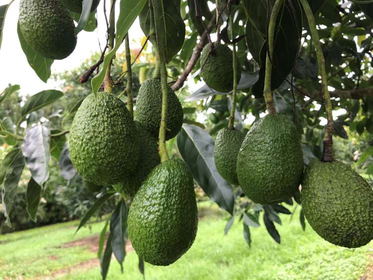 1618 State Highway 14 Maungatapere_6