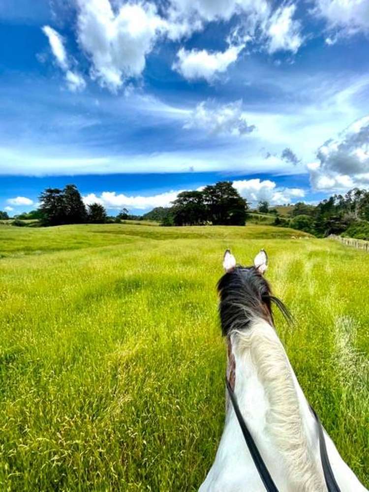 1320 Highway 22 Pukekawa_8