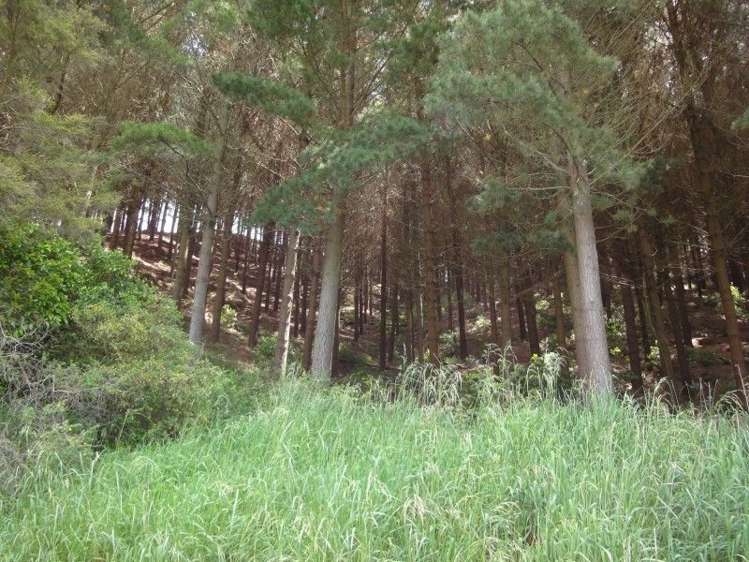 268 Druce Road Kumeroa_4