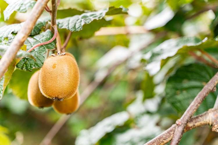 174 Whatitiri Road Maungatapere_28