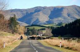 South rural market enjoys positive start to 2025