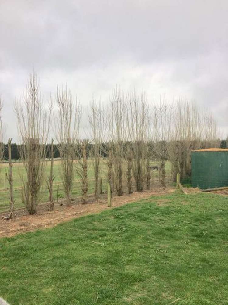 170 Painters Road Kirwee_10