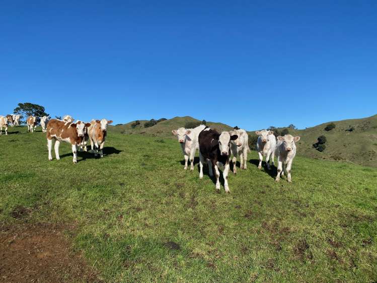 84 Tihiroa Road Otorohanga_12