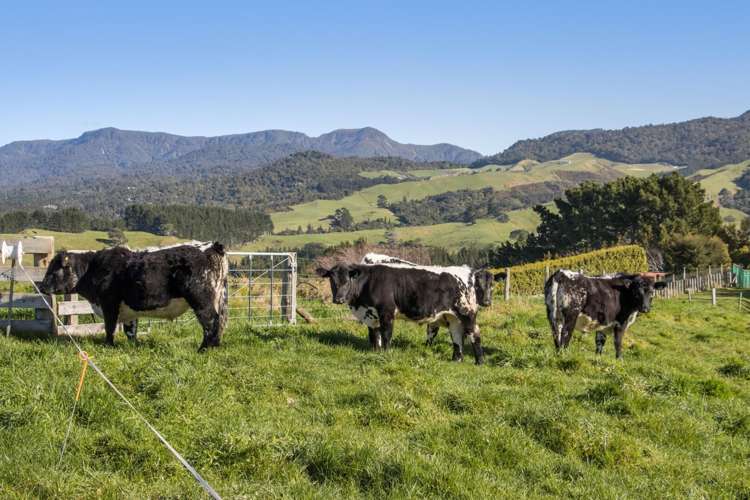 263 Hot Springs Road Katikati_13
