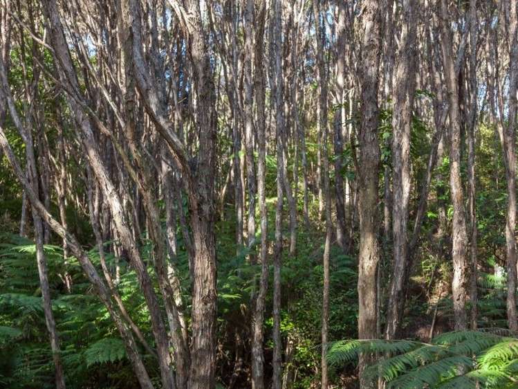 425l Boat Harbour Road Whenuakite_14