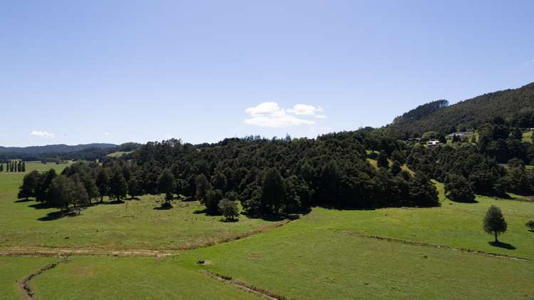 Waihirere Road Kauri_5