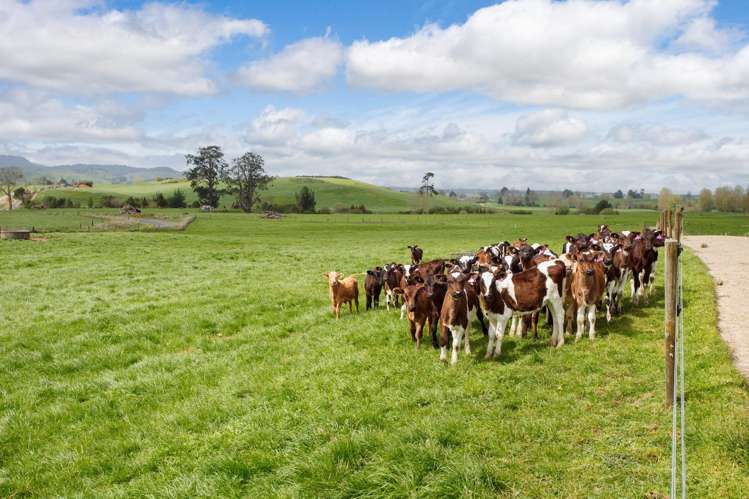 128 Rapurapu Road, Te Poi Matamata_14