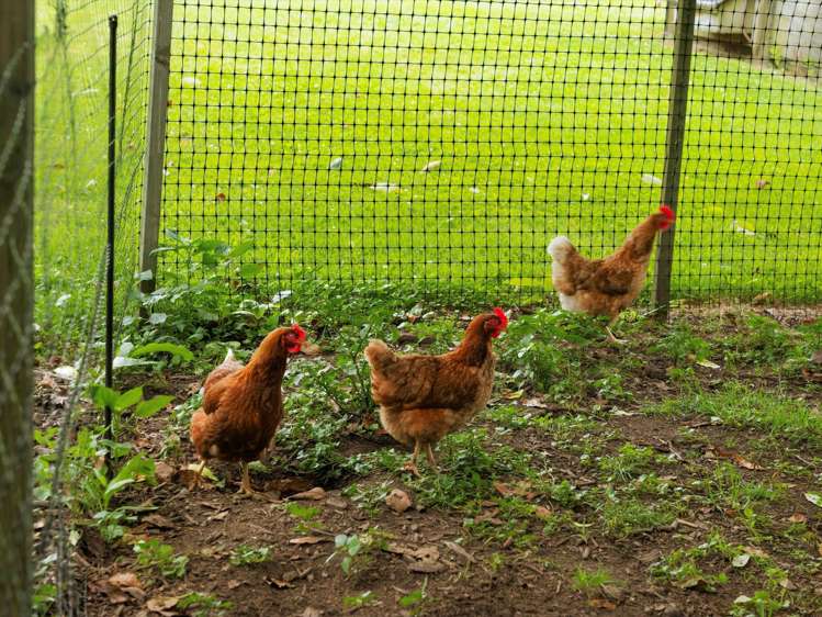 52E Loop Road Te Puna_42