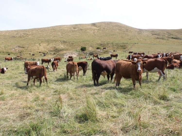 145 Adam Sutherland Road Palmerston_11