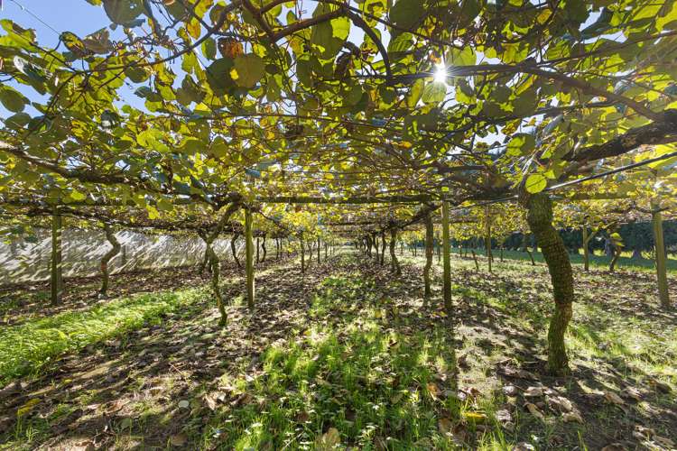 51 Ringer Road Tauwhare_8