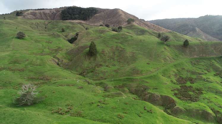 481 Moore Road Pipiwai_7