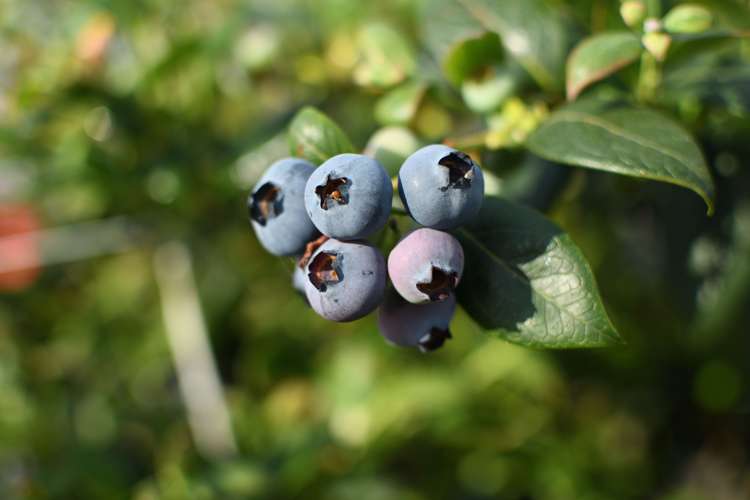 162 Pukeatua Road Maungatapere_11