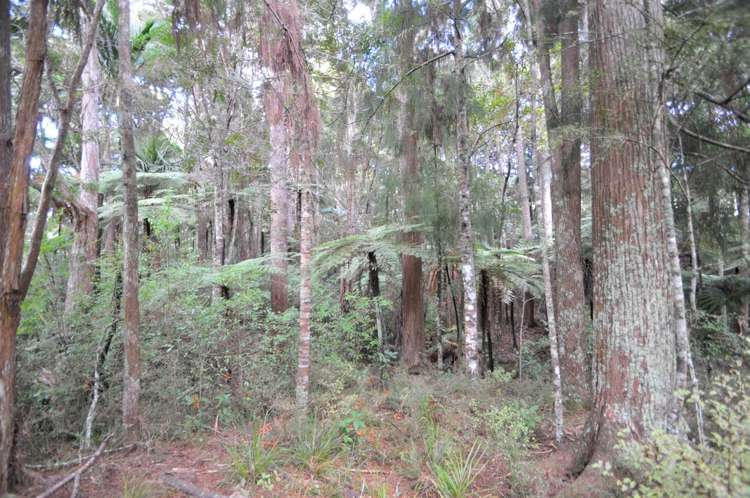 641 Valley Road Kaiwaka_11