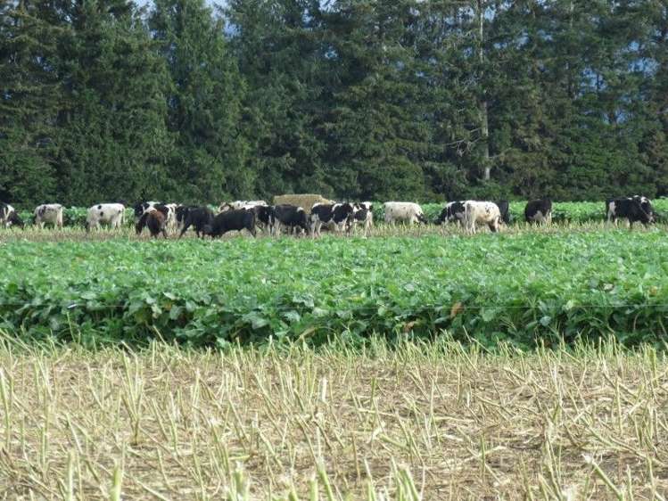 293 Hackthorne Road Carew_19