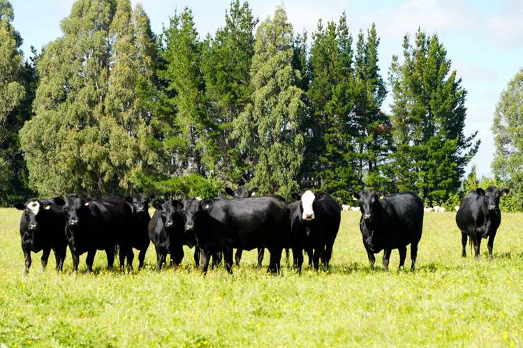 125 Tomogalak Road Ardlussa_14