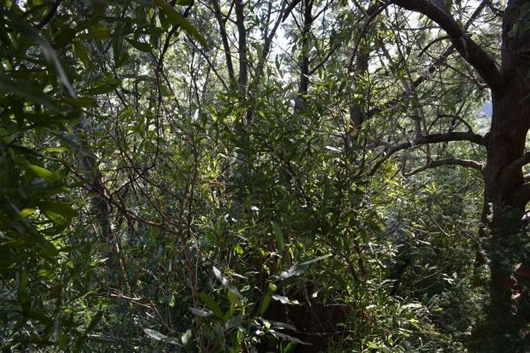 84 Rue Balguerie Akaroa_6