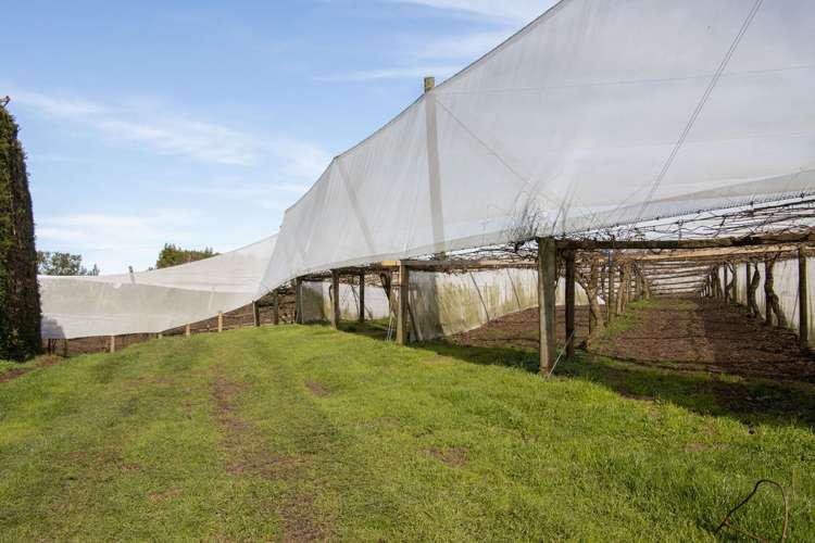 231 Walford Road Aongatete_3