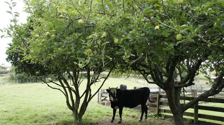 241 Saint Leger Road Kihikihi_7