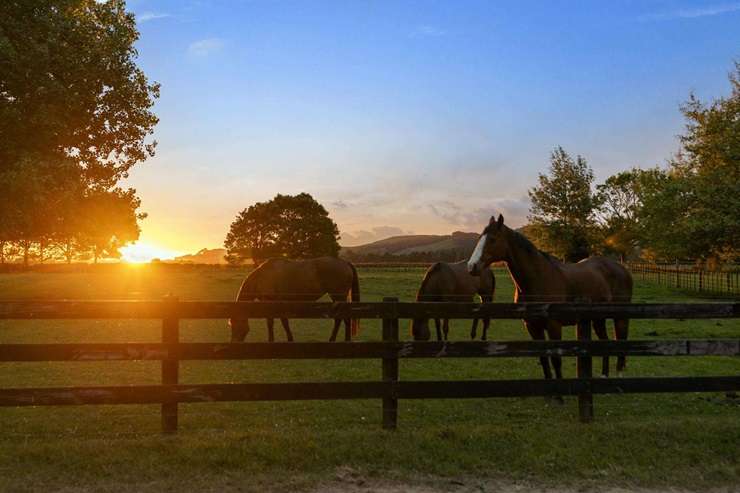 Interior designer Danielle Francis with her children at her country estate. Photo / Supplied