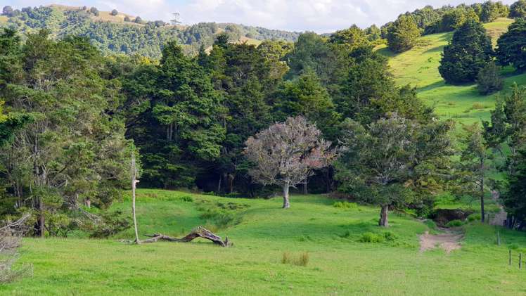 Lot 2/347 Porter Road Paparoa_13