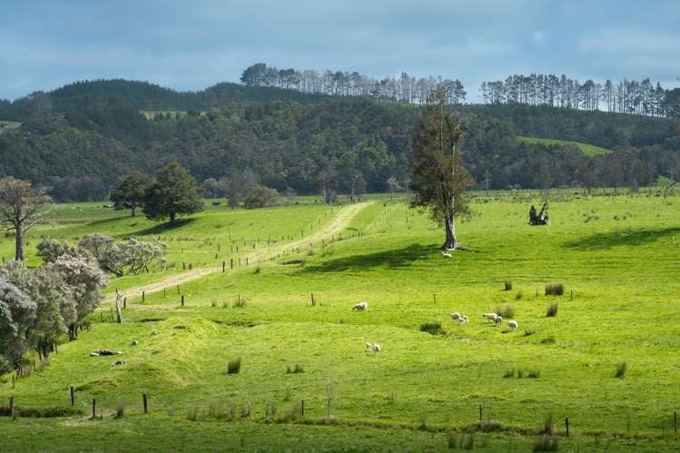 Farm 1 Pukehuia Road Tangiteroria_5